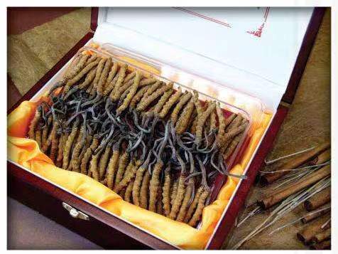 鹿寨冬虫夏草回收